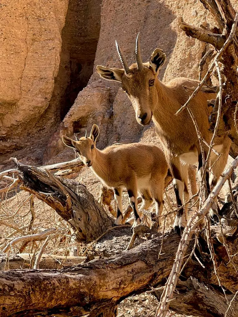 Eilat Wildlife Viewing