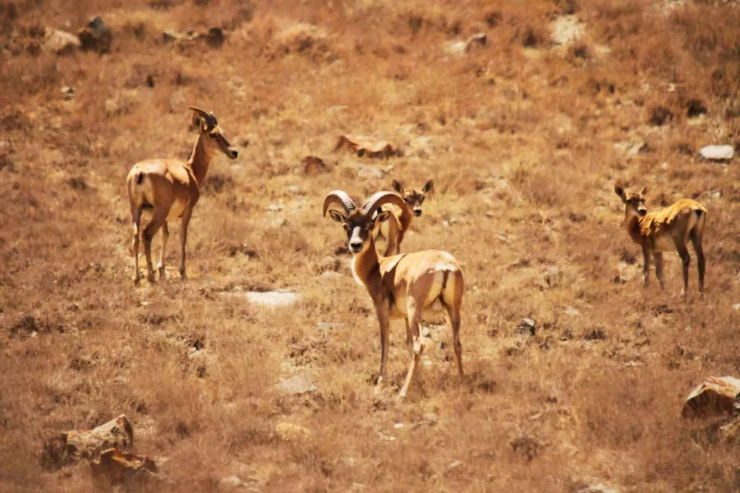 Golestan National Park