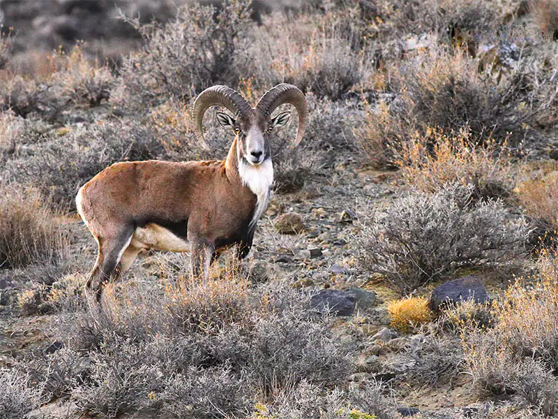 Golestan National Park