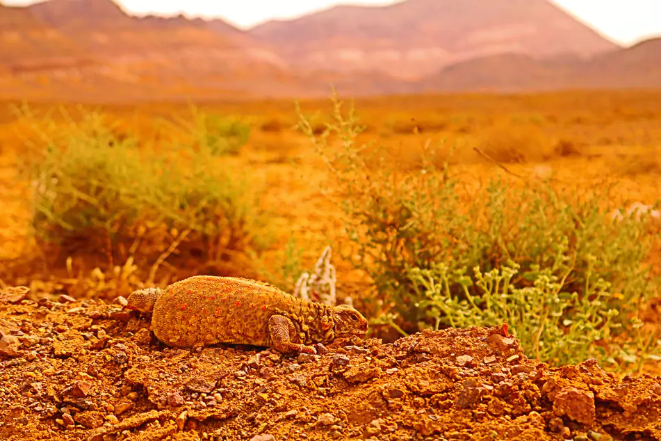 Kavir National Park