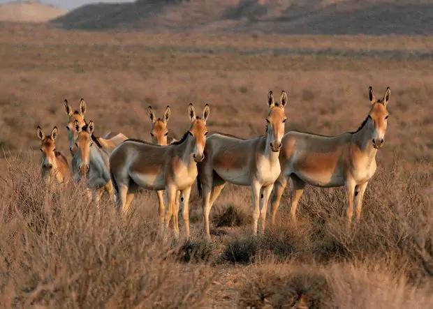 Kavir National Park