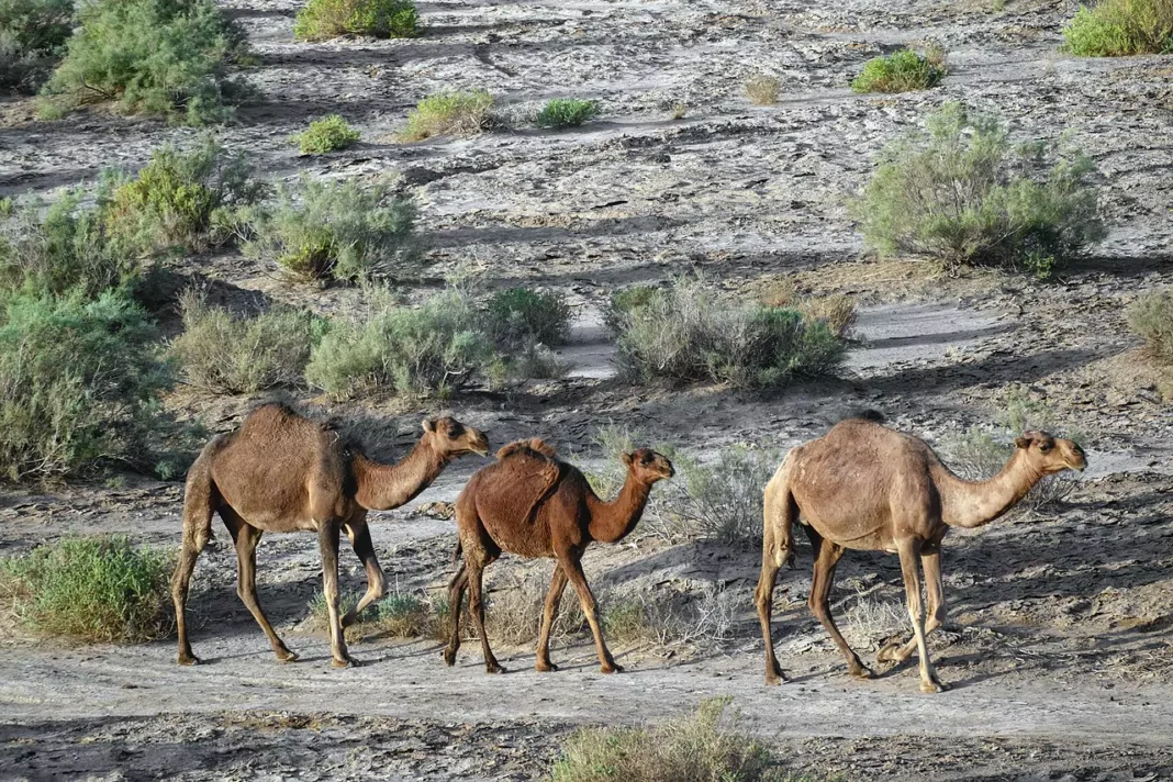 Kavir National Park