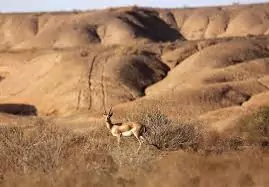 Kavir National Park