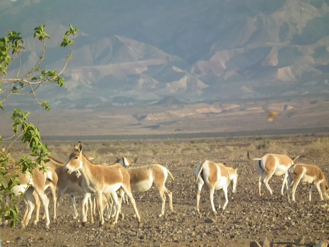 Kavir National Park