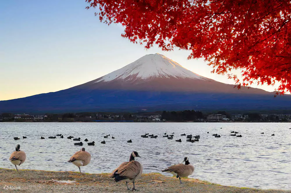 Mount Fuji Tours