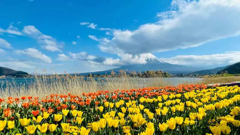 Mount Fuji Tours