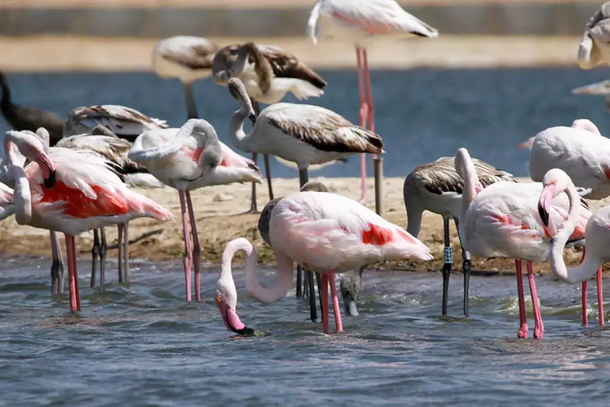 Aqaba Bird Observatory