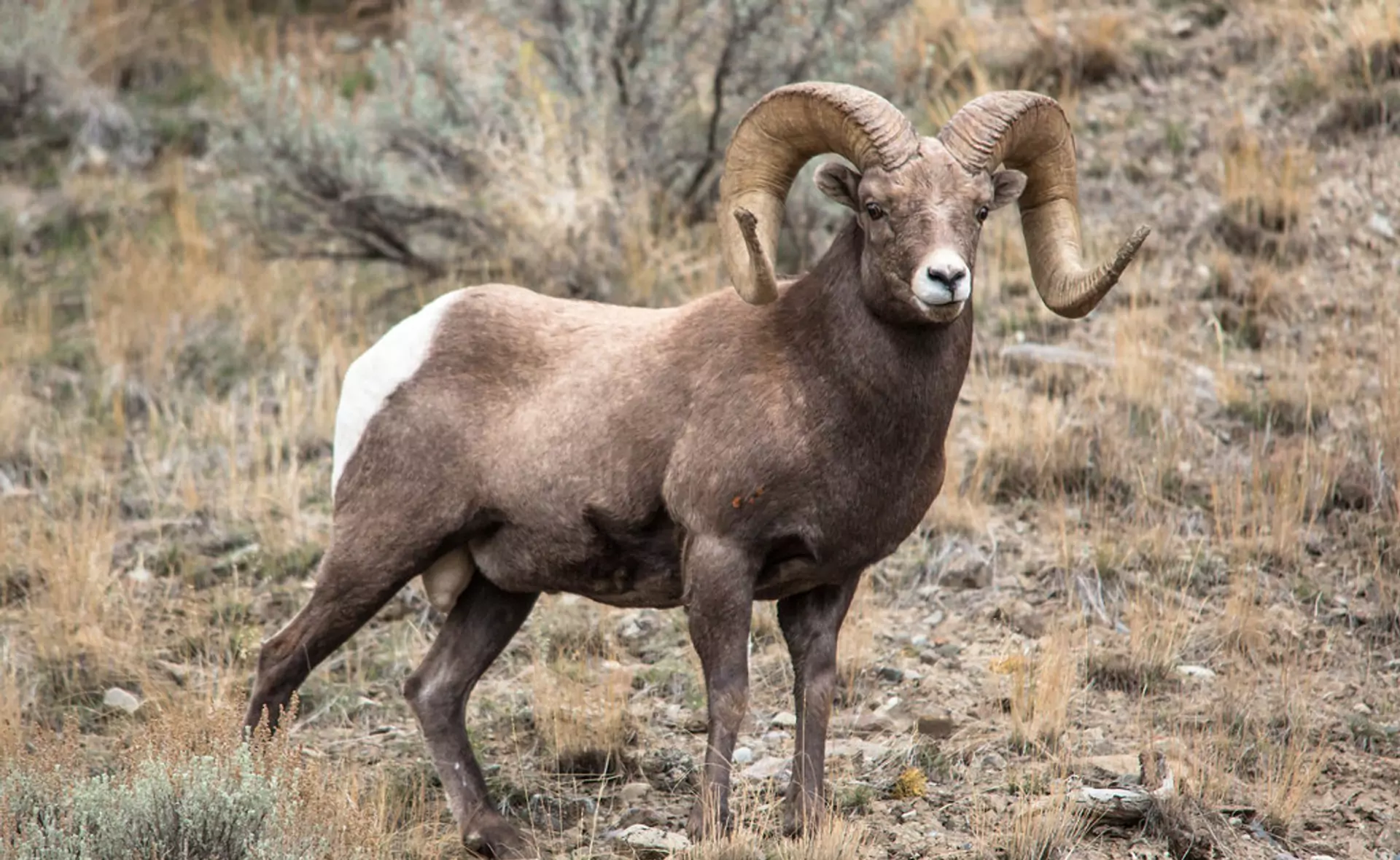 Argali Sheep - Altyn-Emel National Park