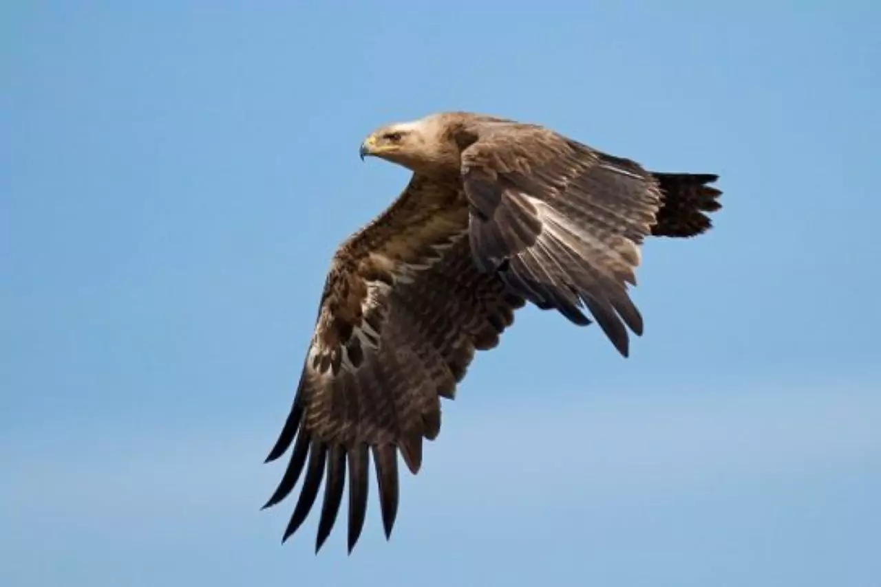 Birds of Prey - Altyn-Emel National Park