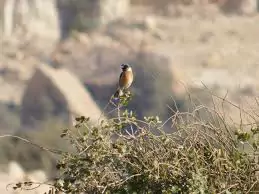 Dana Biosphere Reserve wildlife