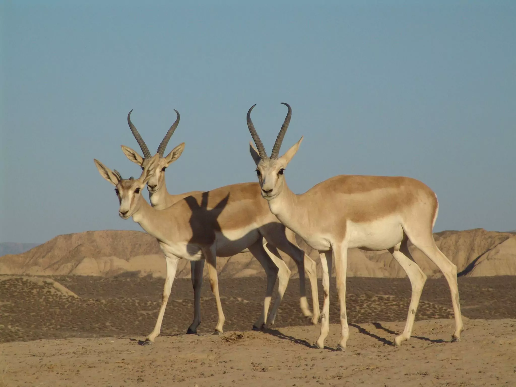 Goitered Gazelle - Altyn-Emel National Park